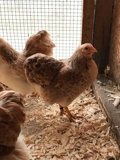 A0E4A5A5-6966-4A46-B8DC-01028B12A88F - 1-2018 Wyandotte somon pitic