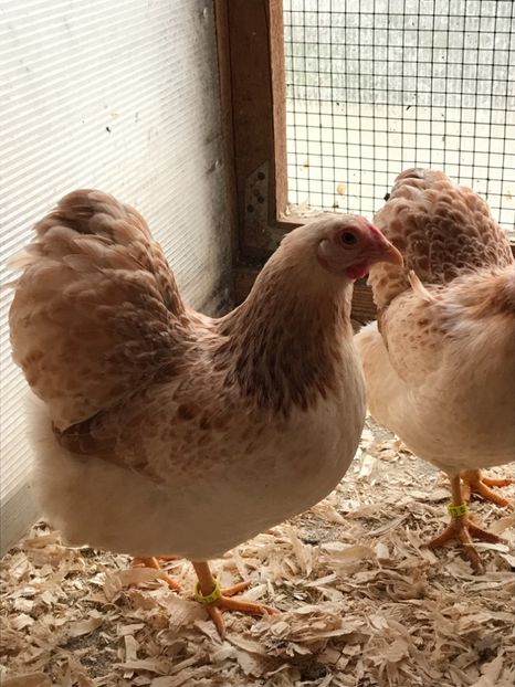 55594A5E-F6A1-4E26-9F16-BA8E80CD9286 - 1-2018 Wyandotte somon pitic