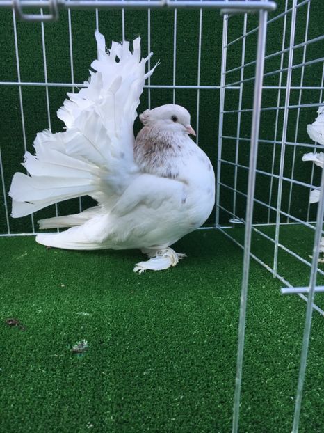 25C1D1DD-0C53-4514-97C6-CCA3F8BE7481 - VOLTATI INDIENI MASCULI