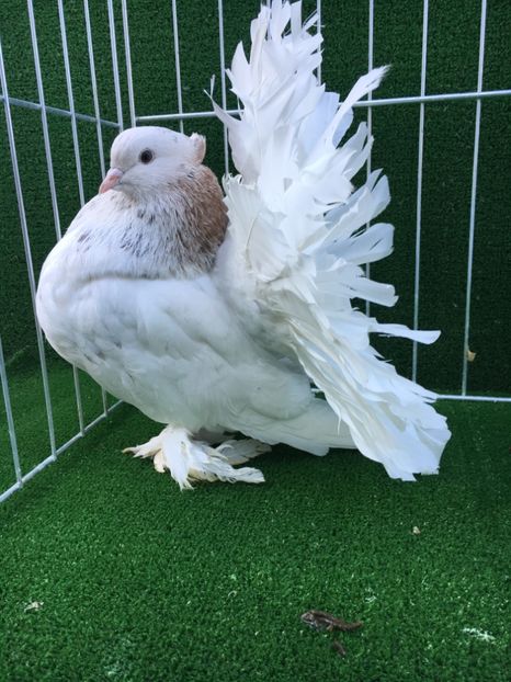 E52FE036-6D84-4AB5-BAD8-8C9AAFD9BDF0 - VOLTATI INDIENI MASCULI