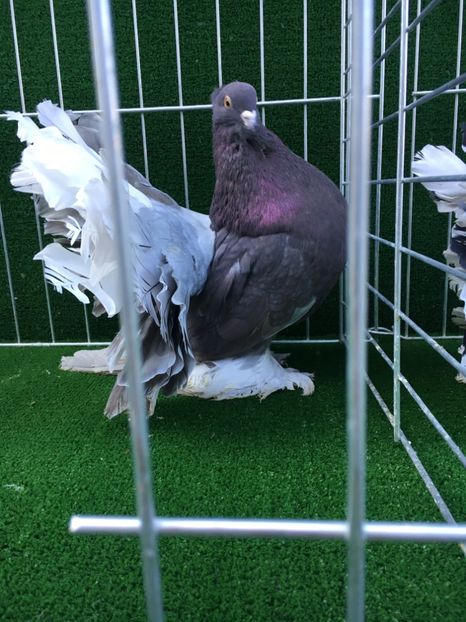 5909F875-9D37-4E88-A1AA-6A335C53AD29 - VOLTATI INDIENI MASCULI