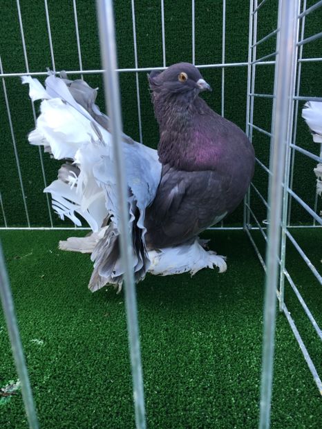 F1D3B522-EE48-4DC1-AD2D-56F81C500A6D - VOLTATI INDIENI MASCULI