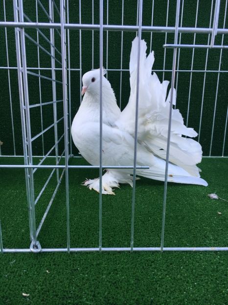 2EFBD869-9239-414A-8BF3-3510E921ADA1 - VOLTATI INDIENI MASCULI