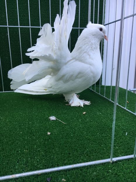 A2FA6804-49A5-4145-8586-74B5A494DA4E - VOLTATI INDIENI MASCULI