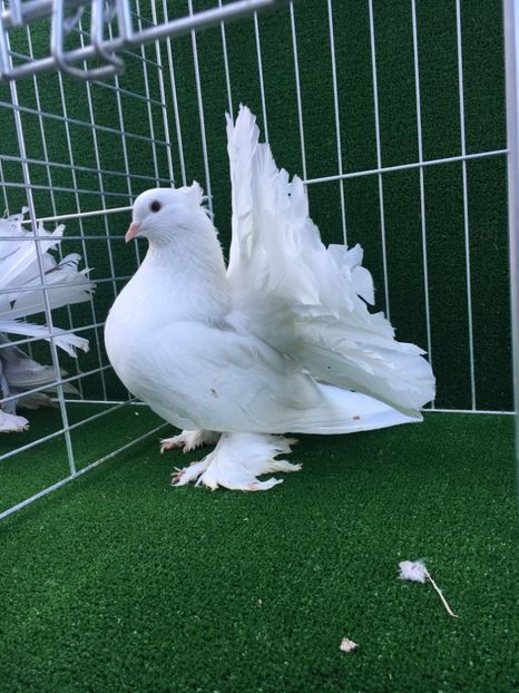 A190F4C0-8428-41B7-9F4F-F808AD59F2D2 - VOLTATI INDIENI MASCULI