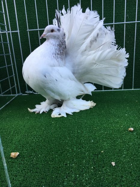 534D7433-99D2-4F52-9698-E2FDD45D0B40 - VOLTATI INDIENI MASCULI