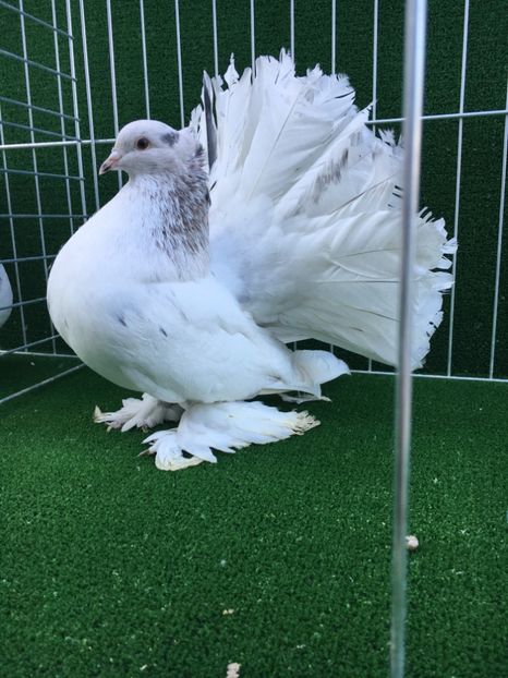 F156899B-BBB1-46F4-9DAF-B837D3E41D98 - VOLTATI INDIENI MASCULI