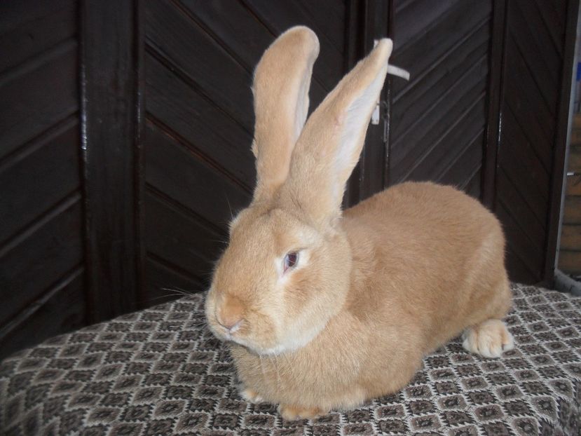 Mascul  u.g - DE VANZARE 2017