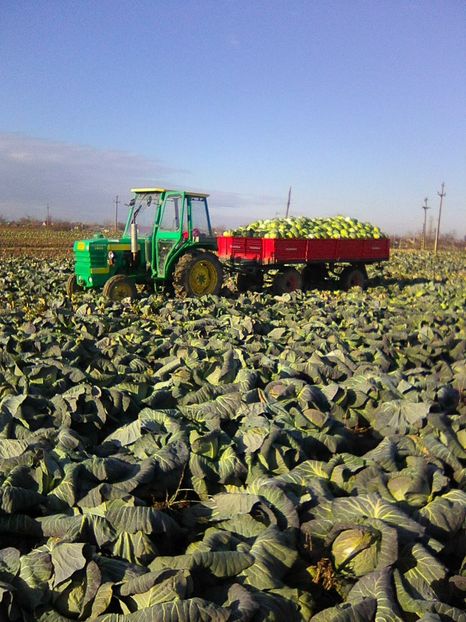 recoltat de varza 23 dec... - legumicultura --ocupatia mea