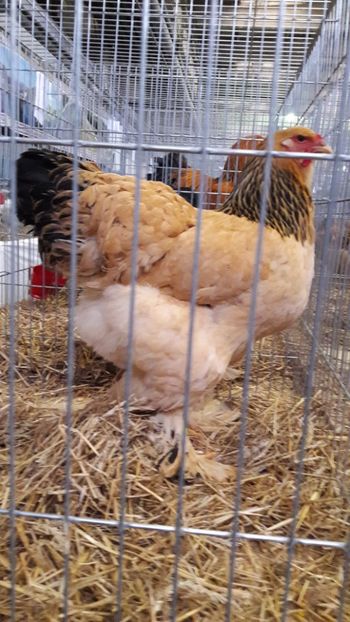  - Brahma columbia 2018