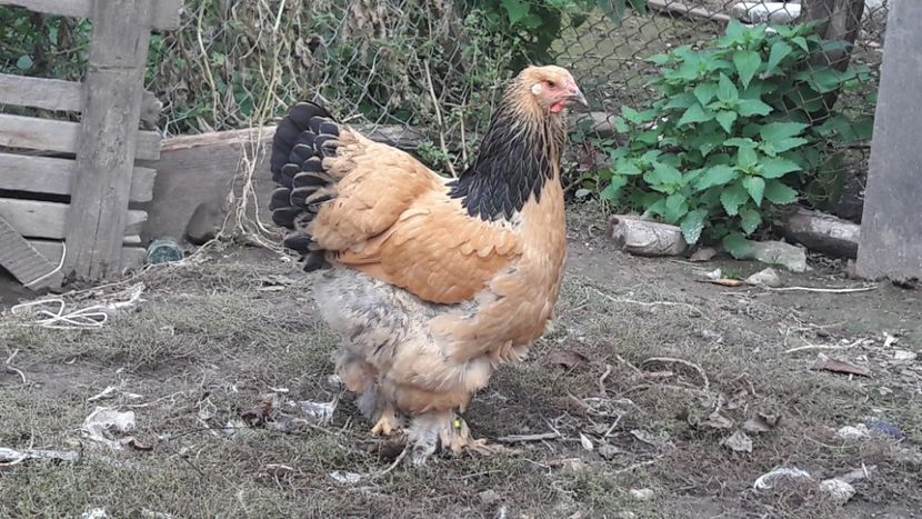  - Brahma columbia 2018