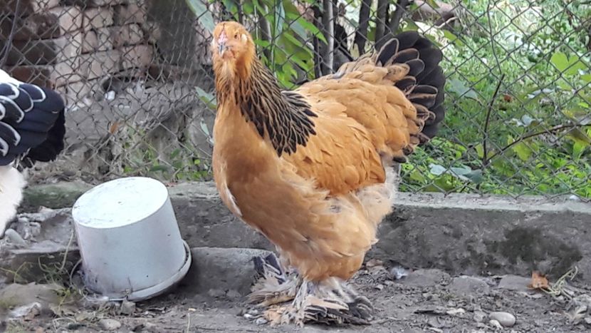  - Brahma columbia 2018