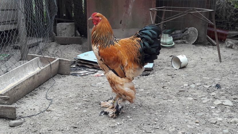  - Brahma columbia 2018