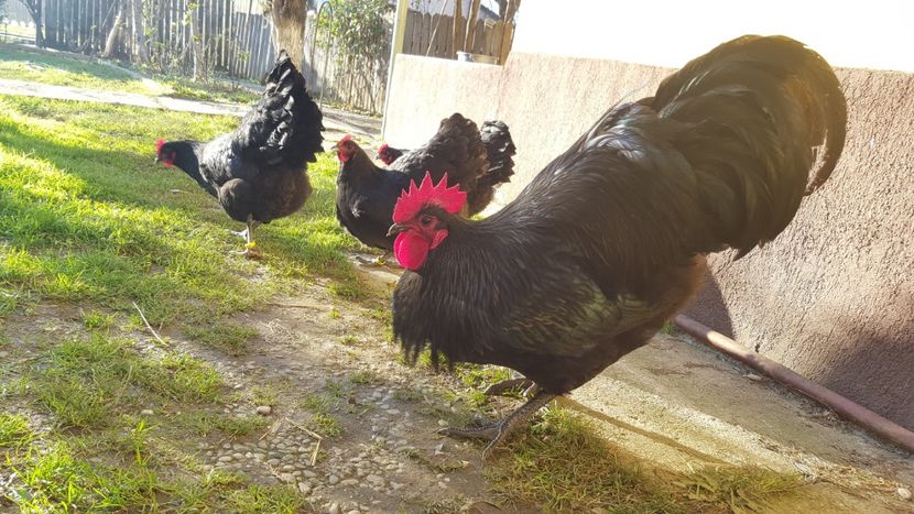  - 2 - Australorp Negru - matca 2018