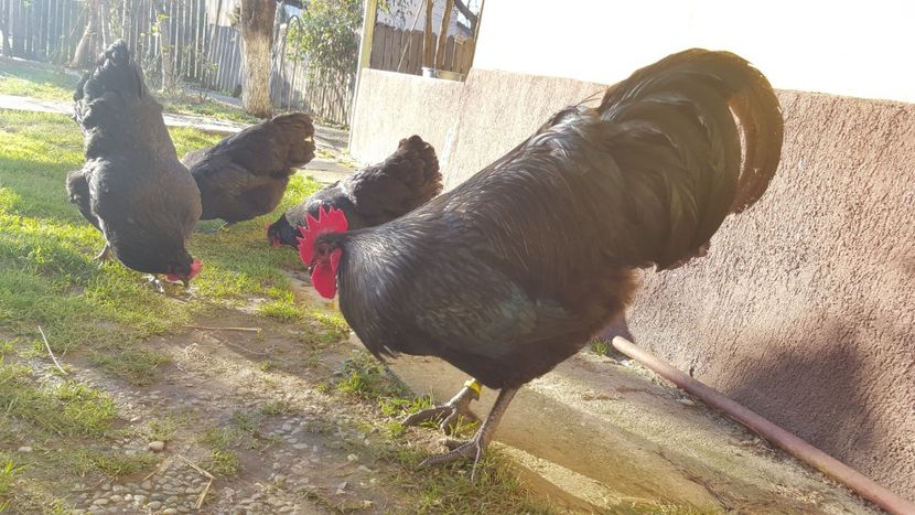  - 2 - Australorp Negru - matca 2018