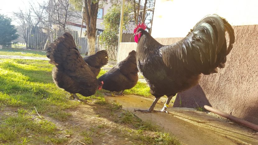  - 2 - Australorp Negru - matca 2018