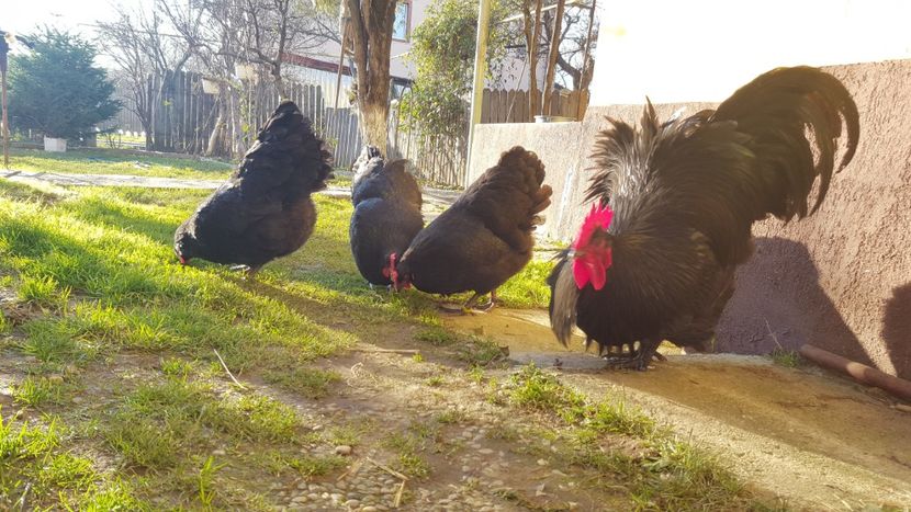  - 2 - Australorp Negru - matca 2018