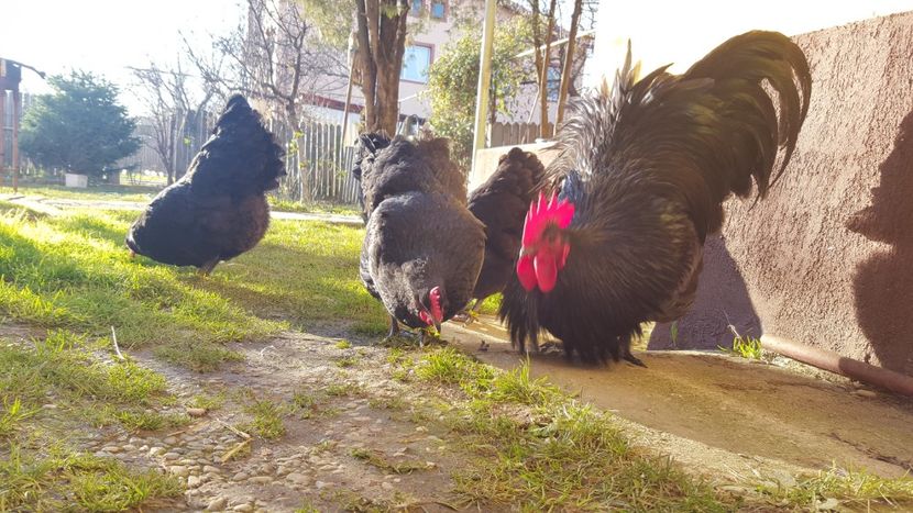  - 2 - Australorp Negru - matca 2018