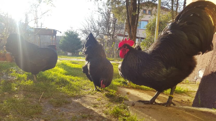  - 2 - Australorp Negru - matca 2018