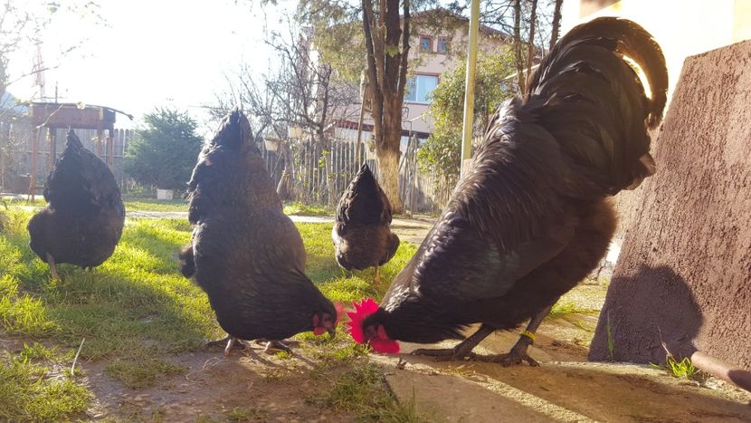  - 2 - Australorp Negru - matca 2018