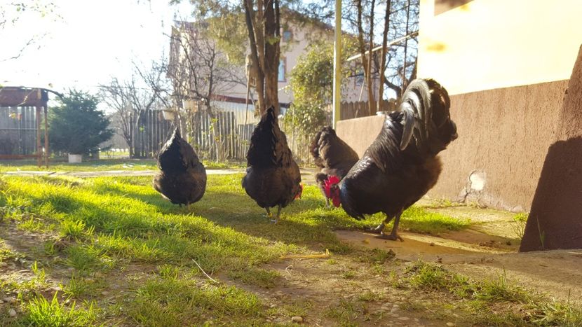  - 2 - Australorp Negru - matca 2018