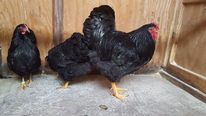  - 3 - Wyandotte Negru - matca 2018