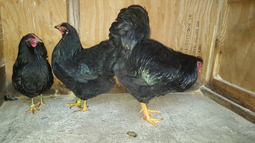  - 3 - Wyandotte Negru - matca 2018