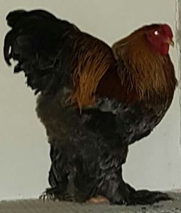 2017-12-24 00.28.54 - a-CONTACT