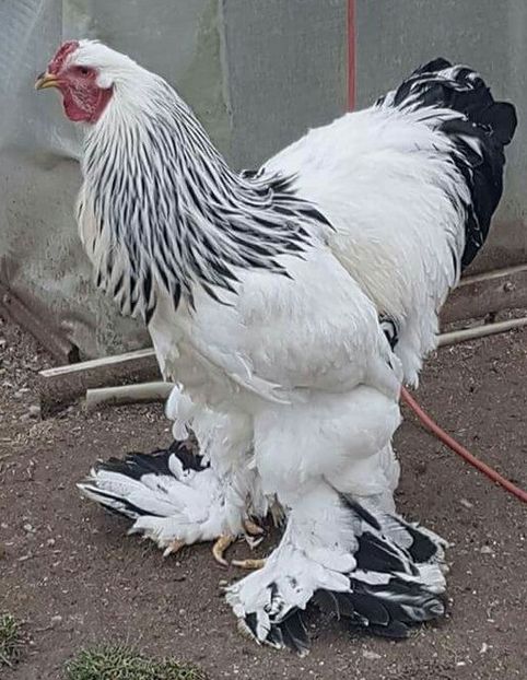 2017-12-24 00.10.59 - a-CONTACT