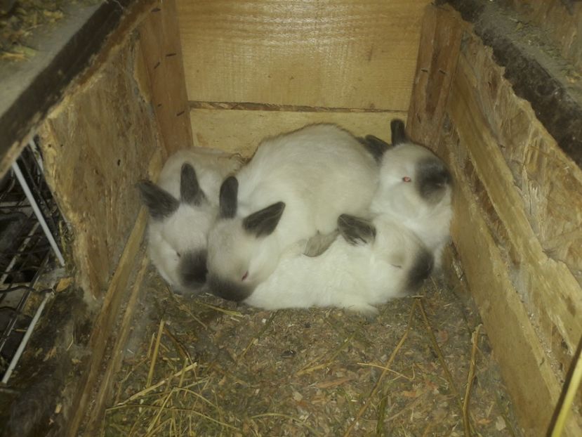  - c pui californieni