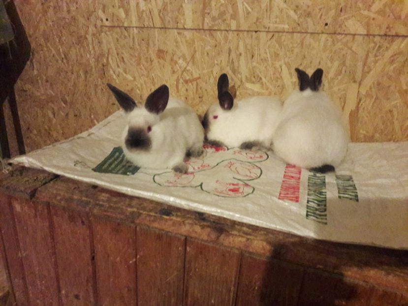  - c pui californieni