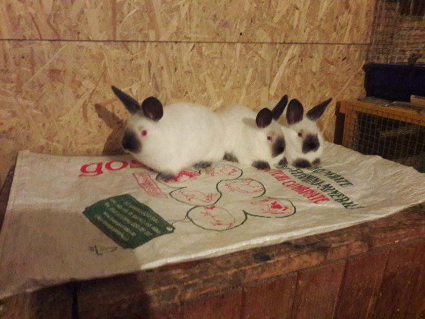  - c pui californieni