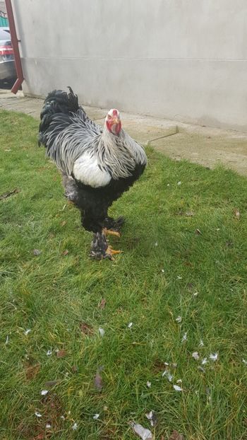  - 2017 BRAHMA HERMINAT ÎNCHIS matca 2018