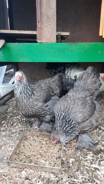  - 2017 BRAHMA HERMINAT ÎNCHIS matca 2018