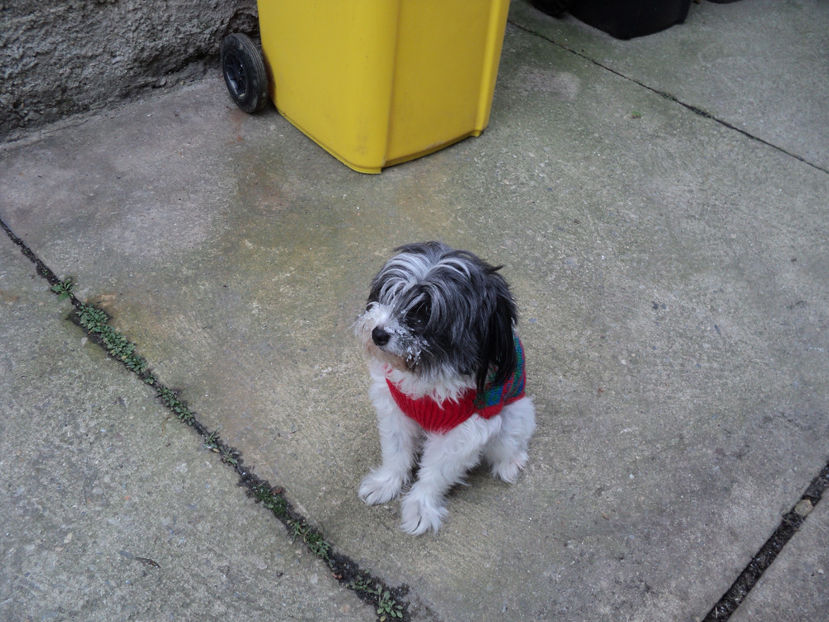 ...hainuta de iarna - Pusa