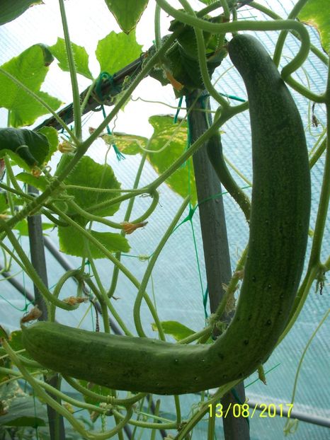 CASTRAVEȚI CHINESE SLANGEN (24) - CASTRAVEȚI CHINESE SLANGEN