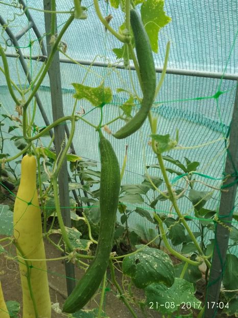 CASTRAVETI CHINESE SLANGEN (1) - CASTRAVEȚI CHINESE SLANGEN