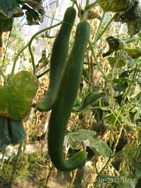 CASTRAVEȚI CHINESE SLANGEN (1) - CASTRAVEȚI CHINESE SLANGEN