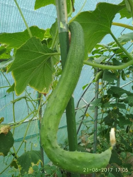 CASTRAVETI CHINESE SLANGEN (2) - CASTRAVEȚI CHINESE SLANGEN