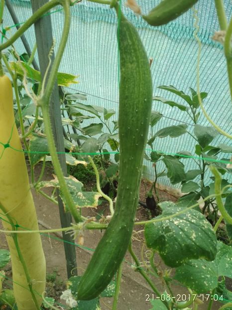 CASTRAVETI CHINESE SLANGEN (3) - CASTRAVEȚI CHINESE SLANGEN