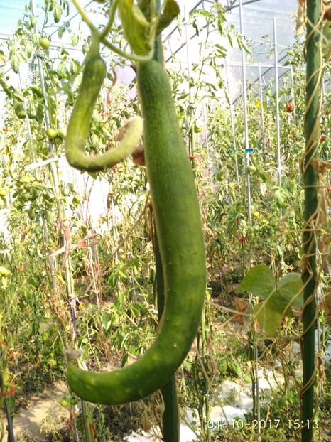 CASTRAVEȚI CHINESE SLANGEN (3) - CASTRAVEȚI CHINESE SLANGEN