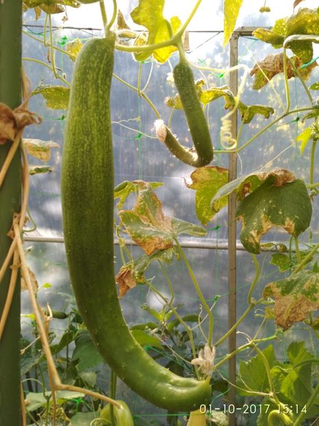 CASTRAVEȚI CHINESE SLANGEN (4) - CASTRAVEȚI CHINESE SLANGEN