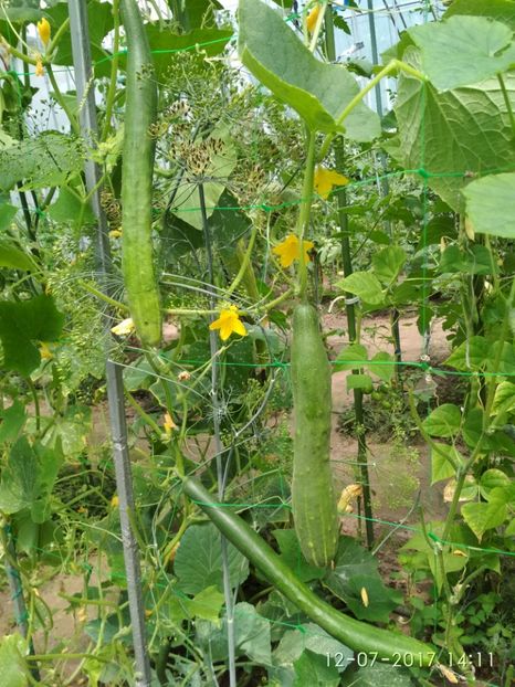 CASTRAVEȚI CHINESE SLANGEN (11) - CASTRAVEȚI CHINESE SLANGEN