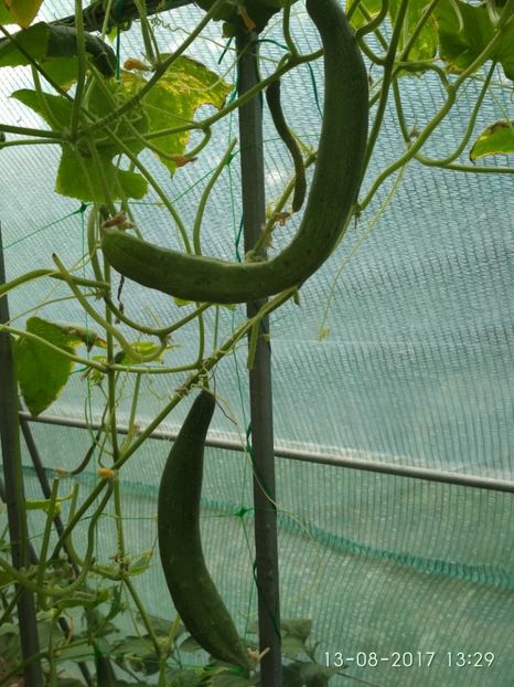 CASTRAVEȚI CHINESE SLANGEN (12) - CASTRAVEȚI CHINESE SLANGEN