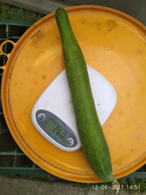 CASTRAVEȚI CHINESE SLANGEN (13) - CASTRAVEȚI CHINESE SLANGEN