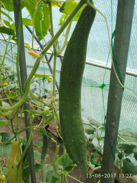 CASTRAVEȚI CHINESE SLANGEN (14) - CASTRAVEȚI CHINESE SLANGEN