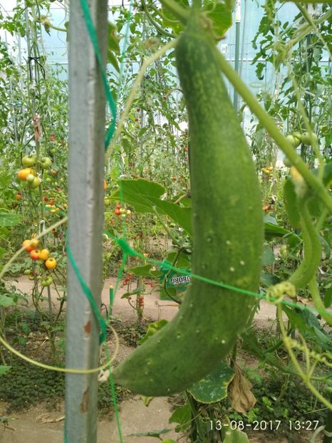 CASTRAVEȚI CHINESE SLANGEN (15) - CASTRAVEȚI CHINESE SLANGEN