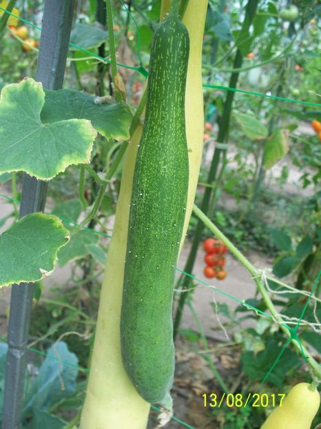 CASTRAVEȚI CHINESE SLANGEN (18) - CASTRAVEȚI CHINESE SLANGEN