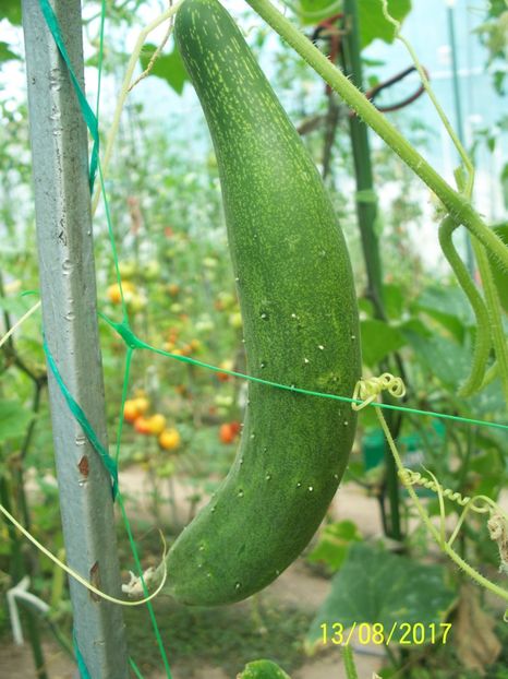 CASTRAVEȚI CHINESE SLANGEN (20) - CASTRAVEȚI CHINESE SLANGEN