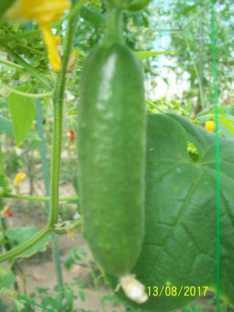 CASTRAVEȚI DIVA  BA (1) - CASTRAVEȚI DIVA